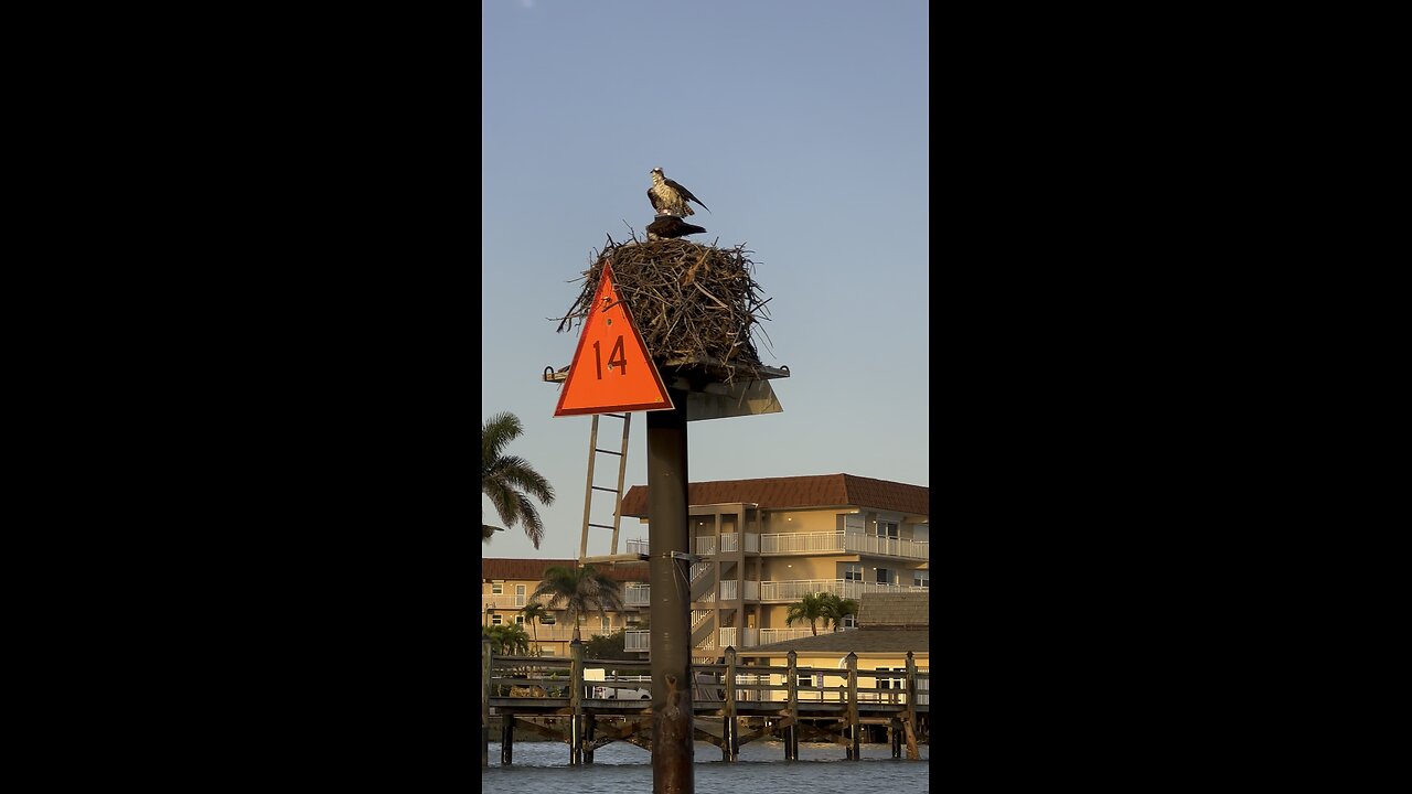 Ospreys Feeding Their Baby! | 4K