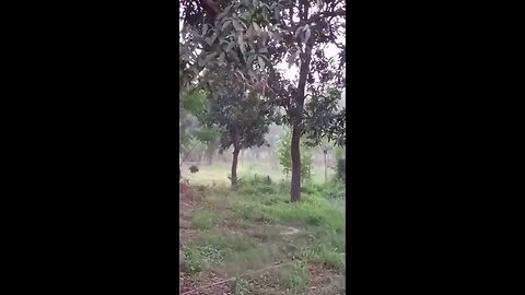 satisfying Video
