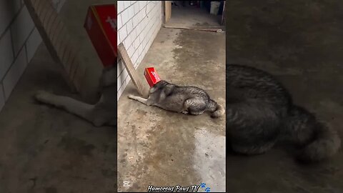 Pets Who Completely Stole the Show!