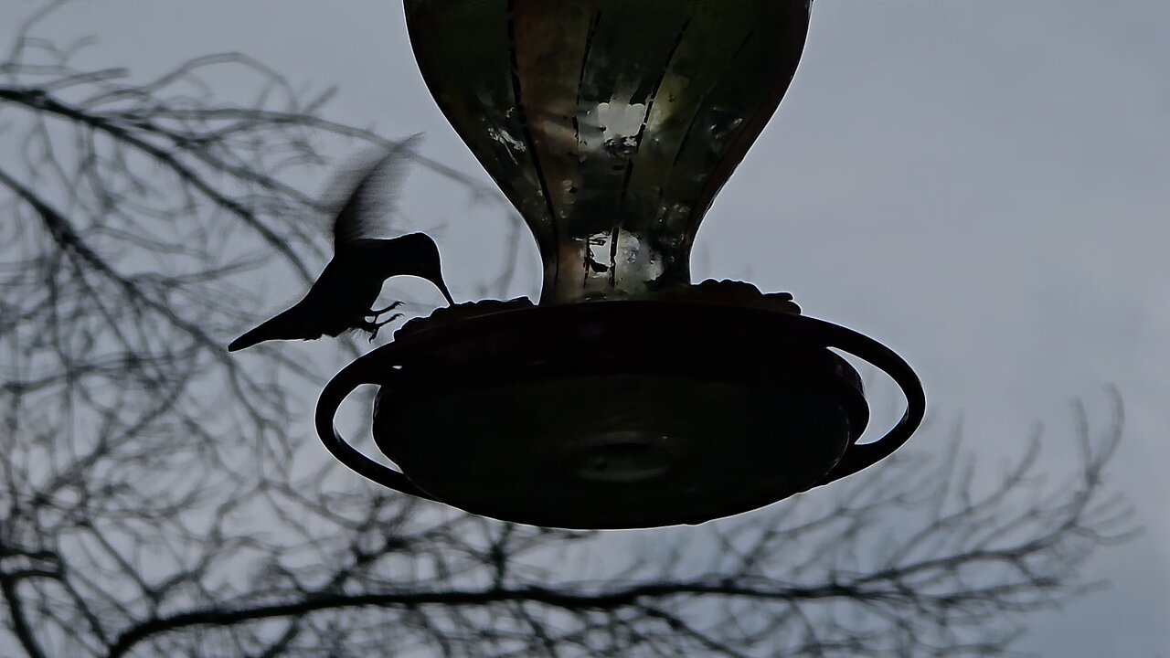 Hummers feeding