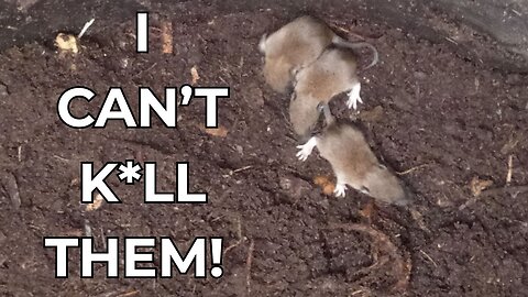 Unexpected Wildlife Situation On The Allotment! |UK Allotment Gardening