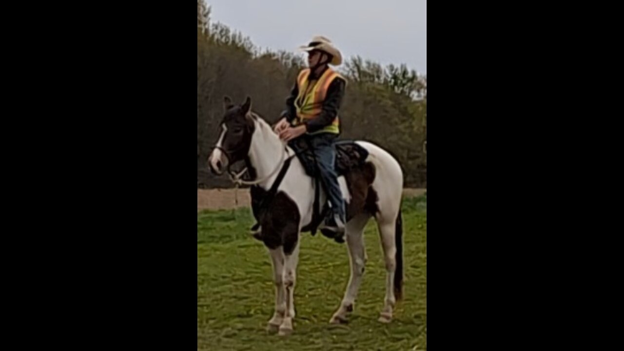 Oakley - second ride ever - first ride under saddle - 3 May 2025