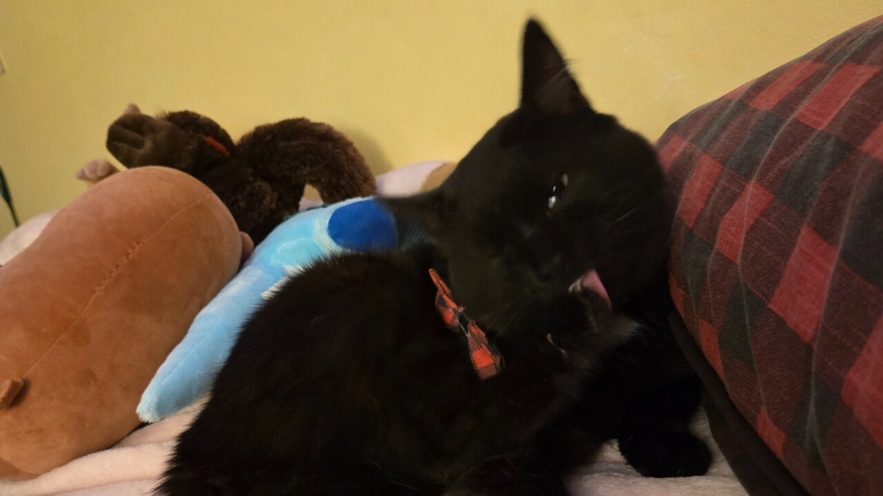 Toe licker