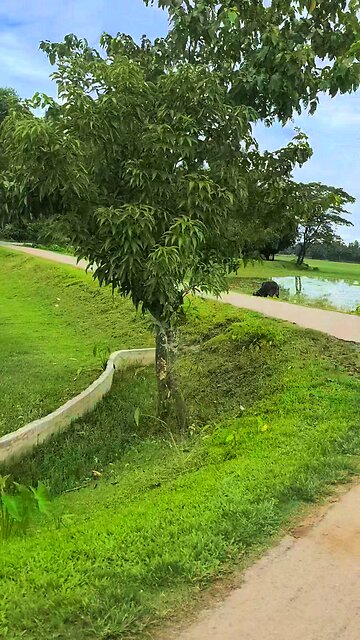 The green beauty of the street