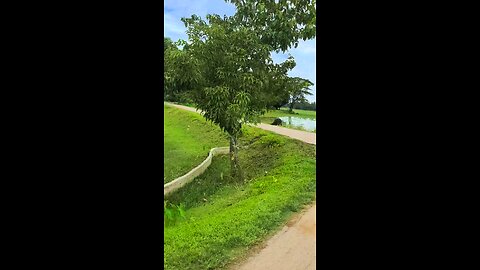 The green beauty of the street
