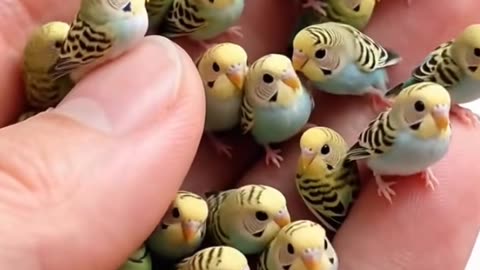 Little Parrot 🦜
