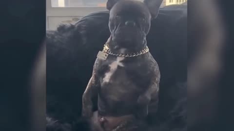 Animal funny video 2025 best clips