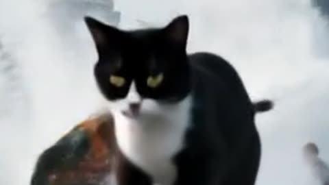 Unsinkable Sam: The Cat Who Survived 3 Shipwrecks During WWII