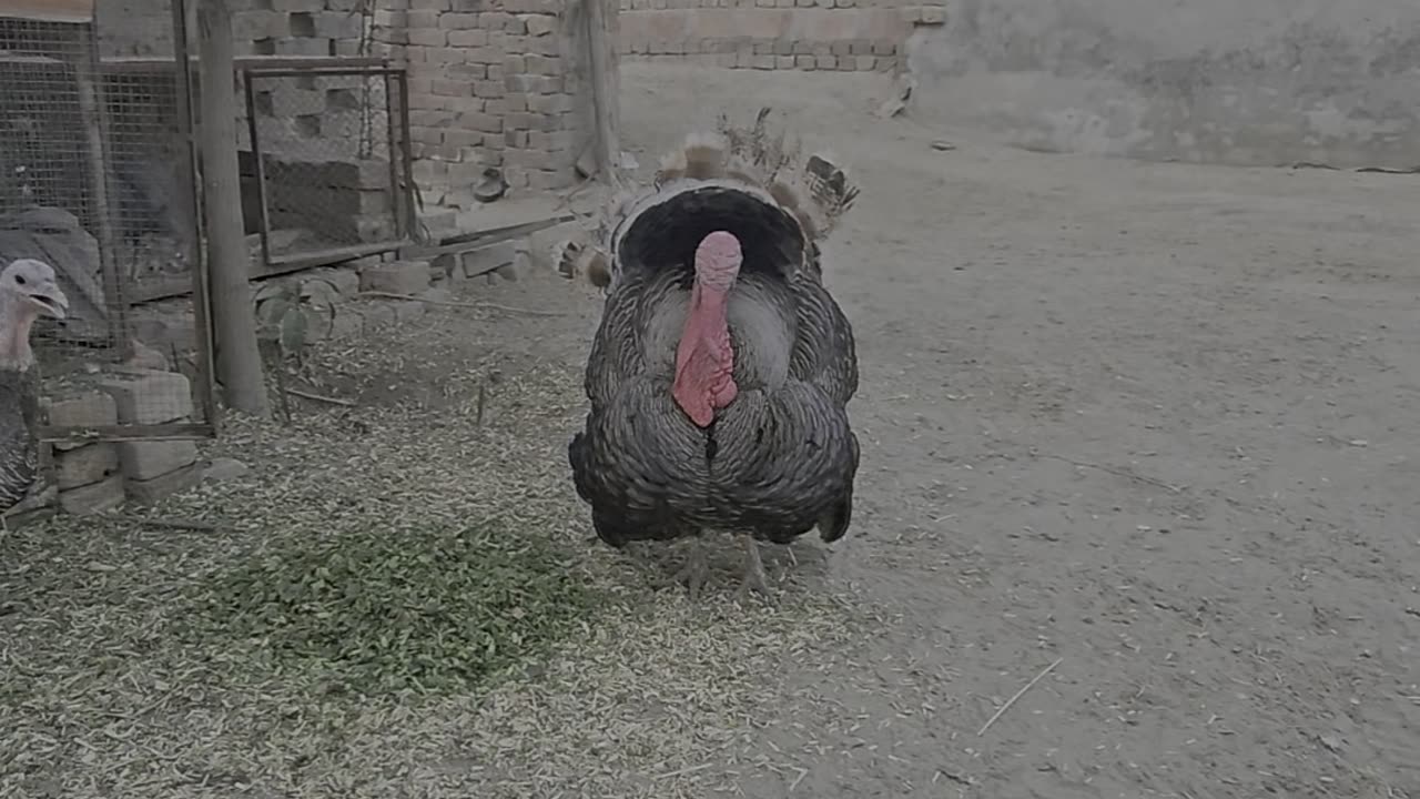 Turkey
