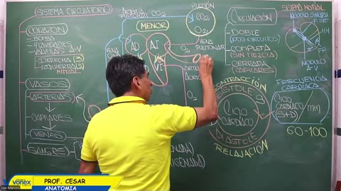 VONEX REPASO 2025 | Semana 04 | Anatomía