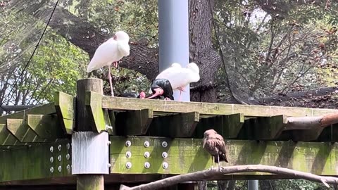 Rare Birds
