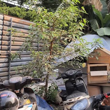 Cacto bar & homestay