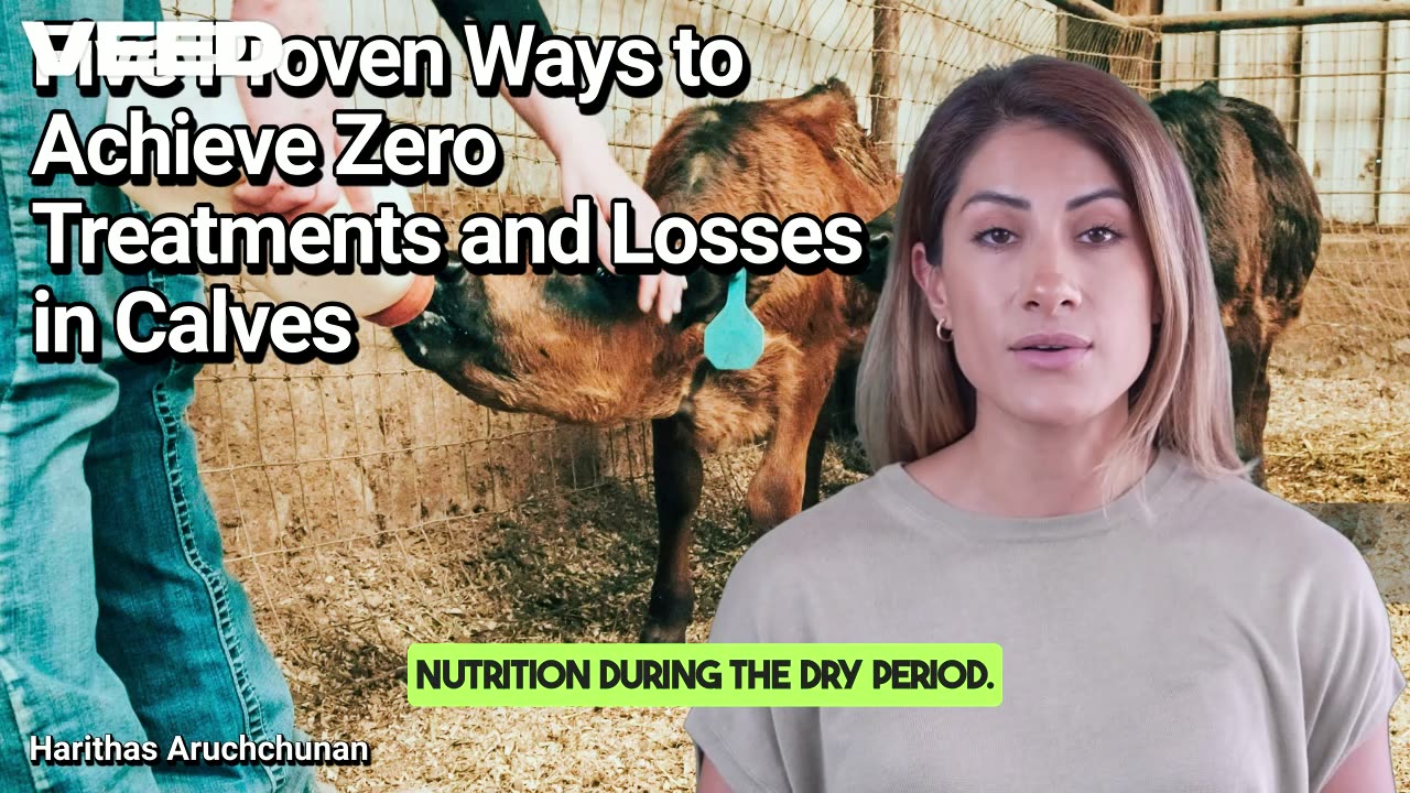 Five Proven Ways to Achieve Zero Treatments and Losses in Calves