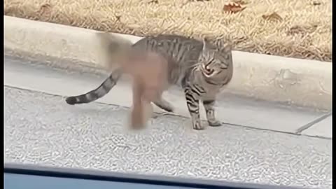 The cat's lunch flew away