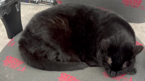 Cute Precious Piper Dreams of a Croissant - My Adopted Shelter Cat Vlog