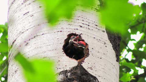 Pileated Woodpecker Chicks Call