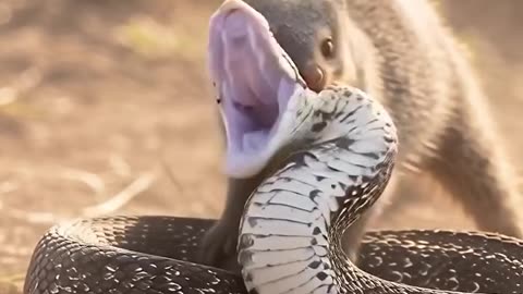 Beautiful video