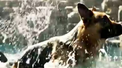 Viral: Police K9 Saves Hundreds at the Airport High-Rise #dog #saves