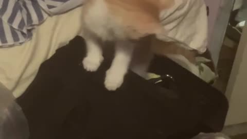 Moar vids of the orange Kittens 🐈 😆
