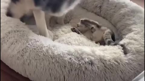 Dog's comedy Videos 🤣 so cute videos 😍