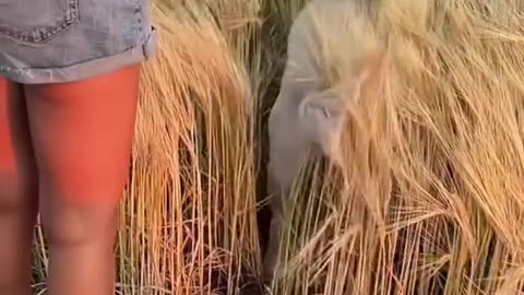 Try To Not Laugh || Funny Video || Laughing Video