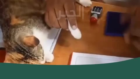 😂🐟 It’s So Hard To Get Tuna These Days – Watch The Struggle! | FunFM