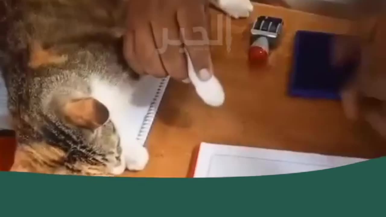 😂🐟 It’s So Hard To Get Tuna These Days – Watch The Struggle! | FunFM