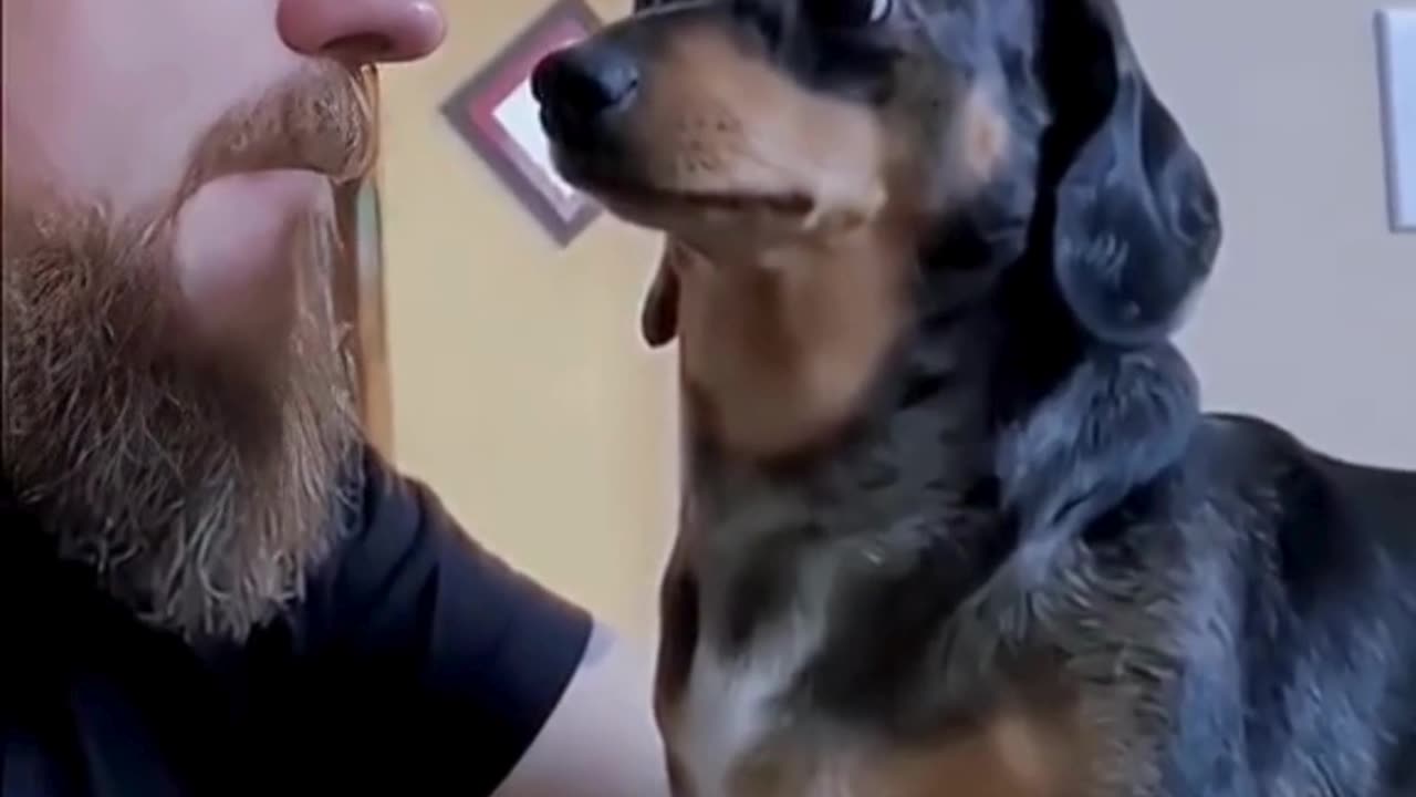 FUNNY ANIMAL COMPILATIONS - PART 46