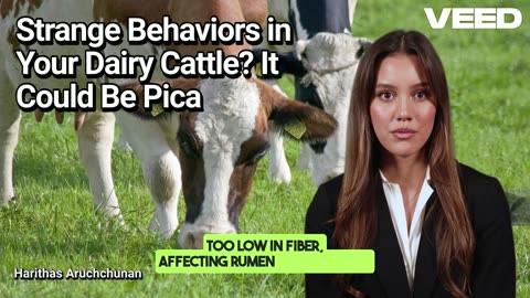 Strange Behaviour in Your Dairy Cattle:It Could Be Pica