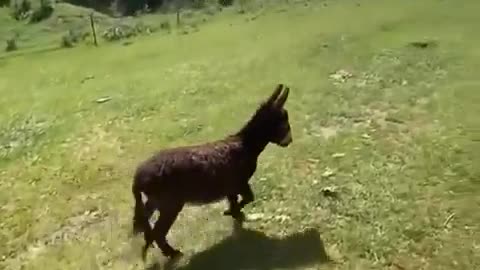 😂🐴 A Donkey's Best Attempt! | FunFM