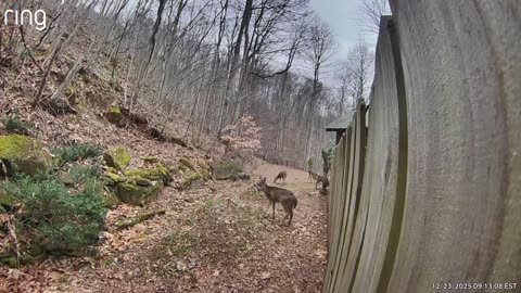 NW NC at The Treehouse 🌳 High today 59° F 🦌 Hattie and the gang say Hi #ringtv