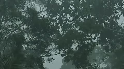 The Sahara Desert Fertilizes the Amazon Rainforest