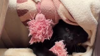 💡🎥 Was Just Trying to Catch a Video of Him Playing with the Pompom... Epic Fail!