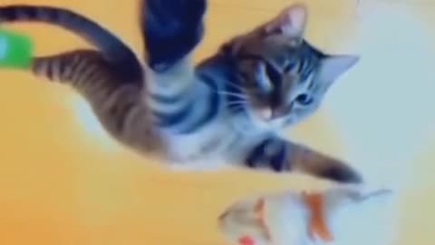 A cat is not just any cat