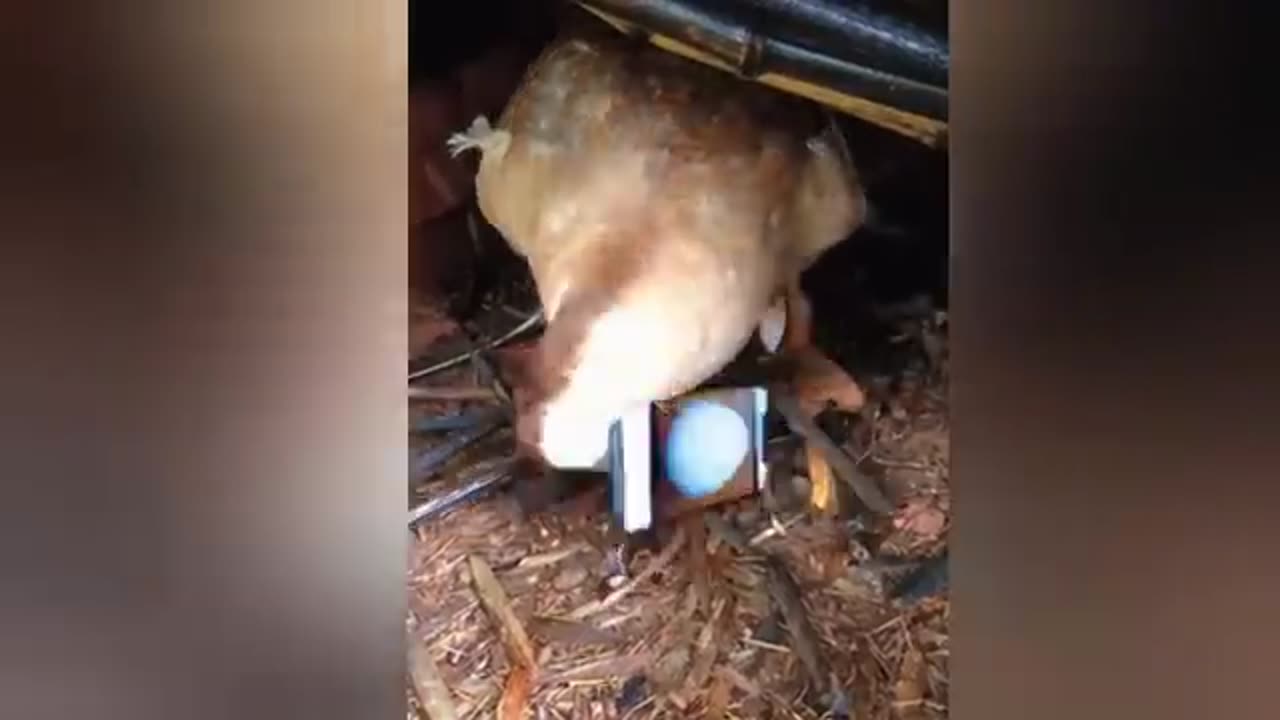 Funny Animal Cat & Dogs