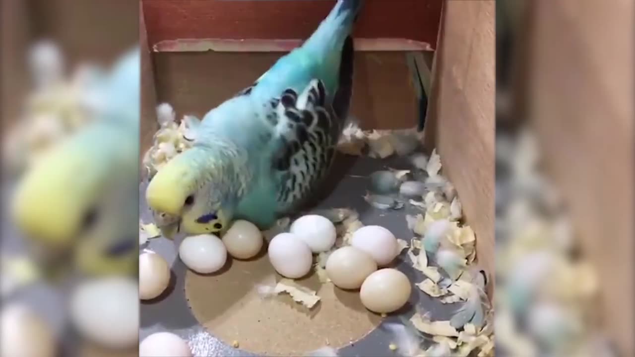 Funny animals video 2