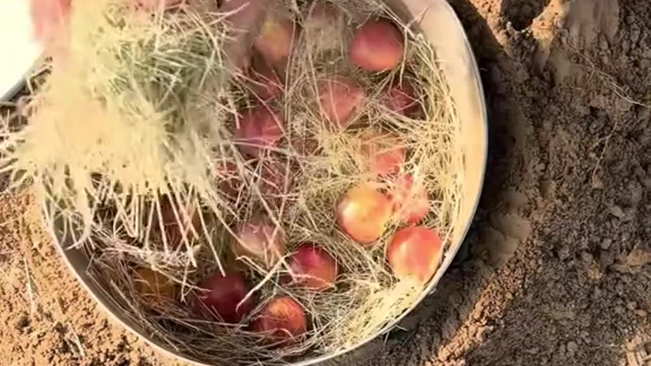 The Amish Ways | Survival Guide