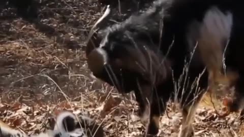 These Tiger and goat became best buddies
