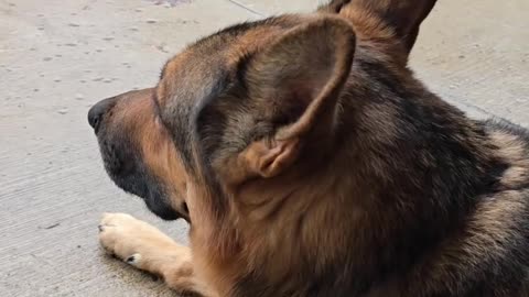 Virgil german shepherd.