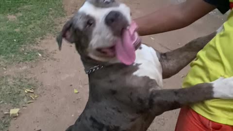 Dog