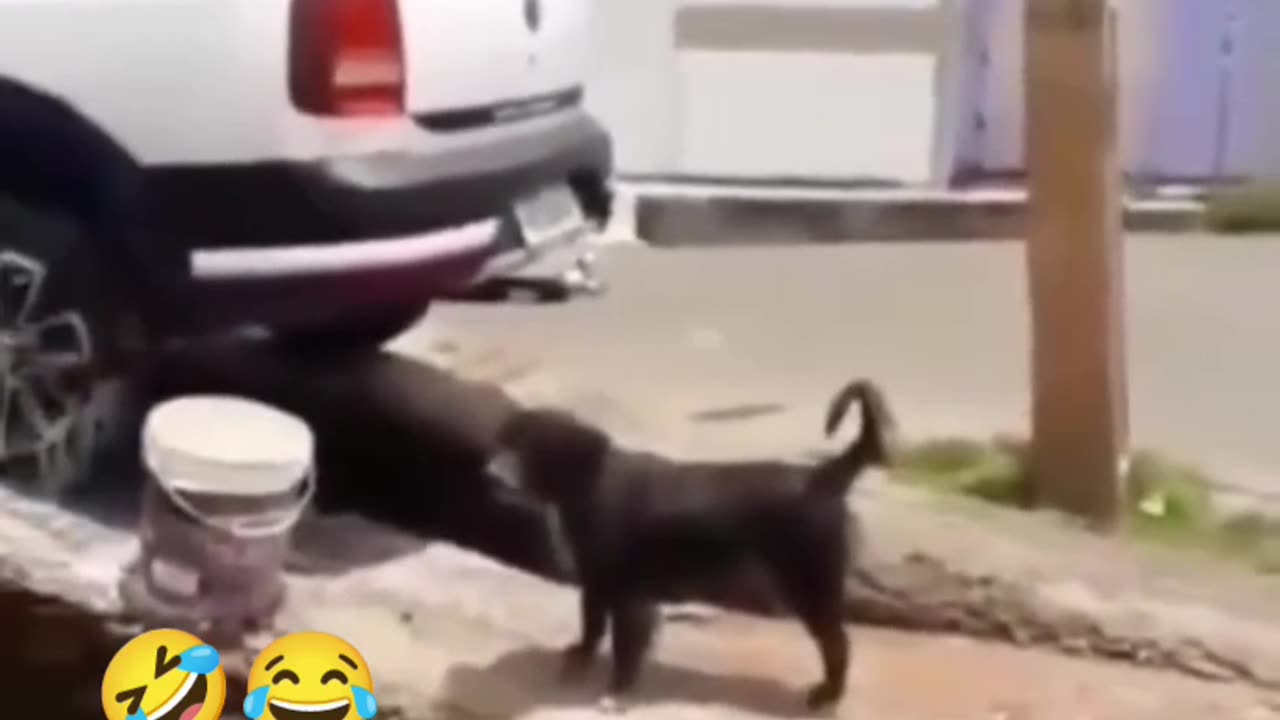Dog 🐕 video