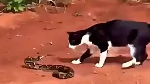 dog vs cat