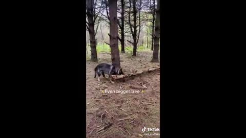Best Funny Dogs And Cats Videos - Funniest Animals Videos Part6