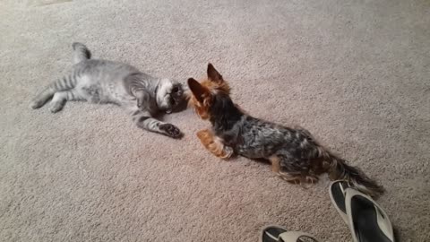 BRITISH CAT VS YORKSHIRE TERRIER