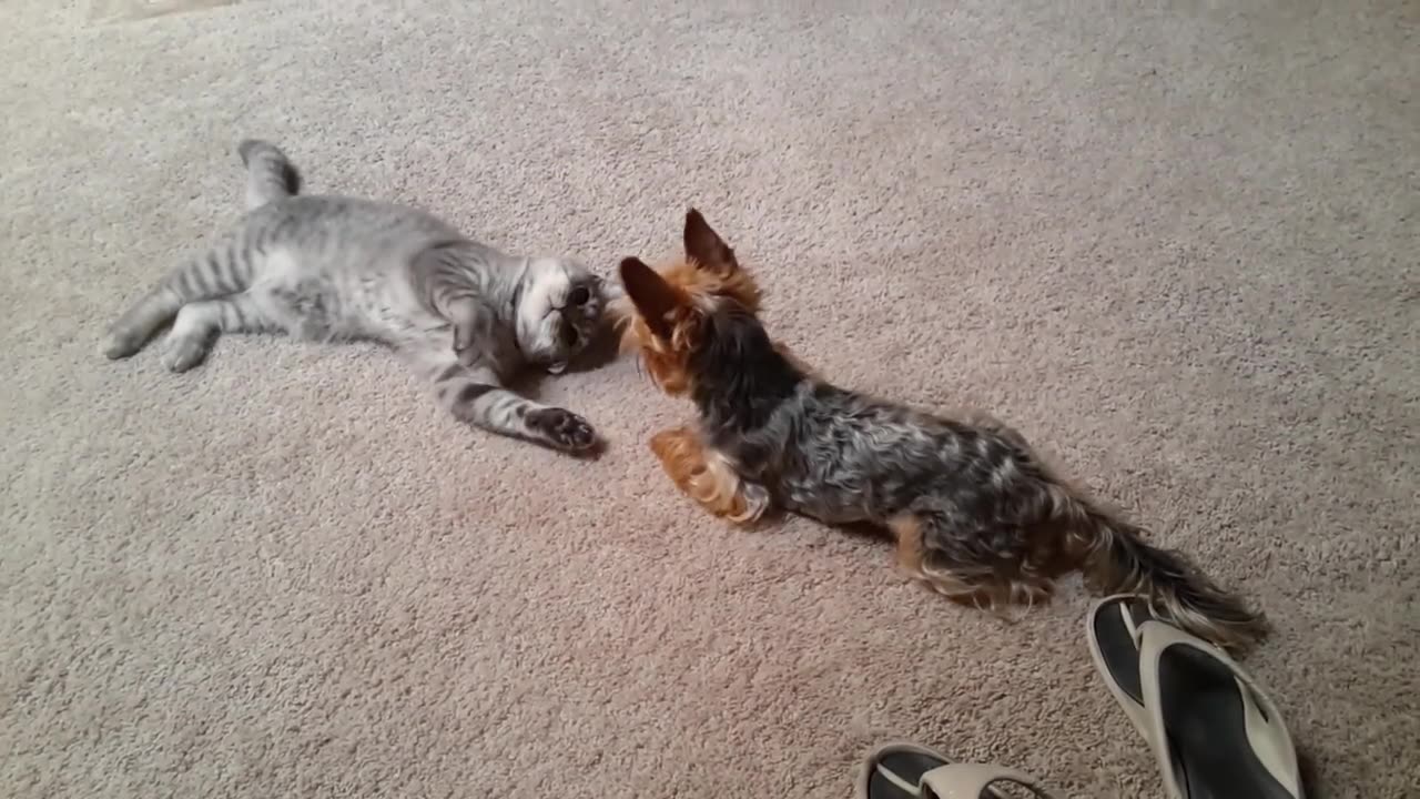 BRITISH CAT VS YORKSHIRE TERRIER