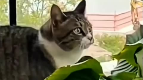 Pov - You Just Caught Your Cat in the Act.