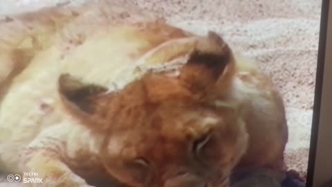 LION vs the Wild: What This King Did Stunned Everyone 👑🔥