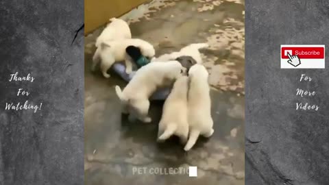 Cute And Funny Pet Videos Compilation #5 ♥ Baby Dog Videos #2