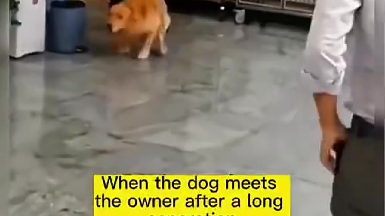 Heartwarming Videos 🥹❤️