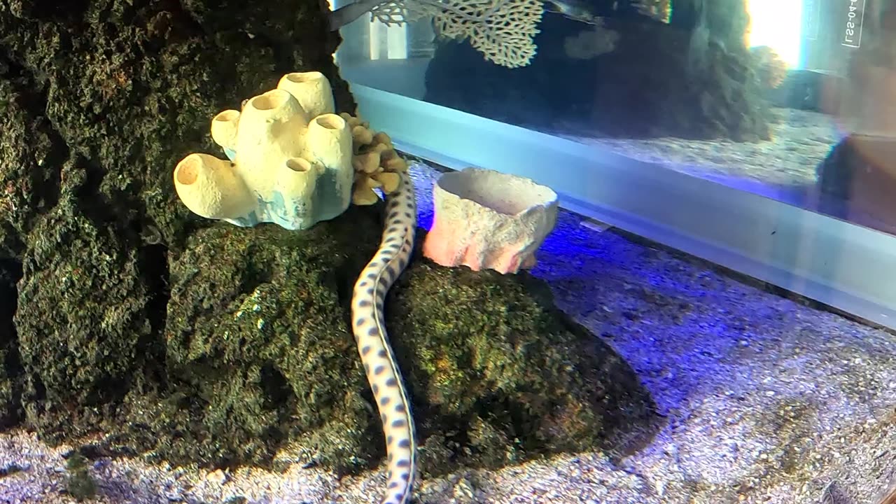 Multiple Aquarium displays in Mazatlan Mexico